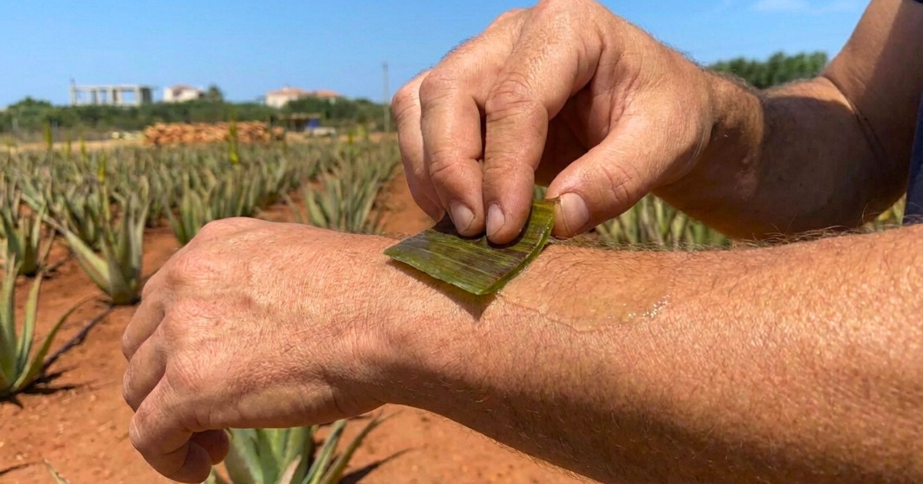 ALOE VERA  na ruku